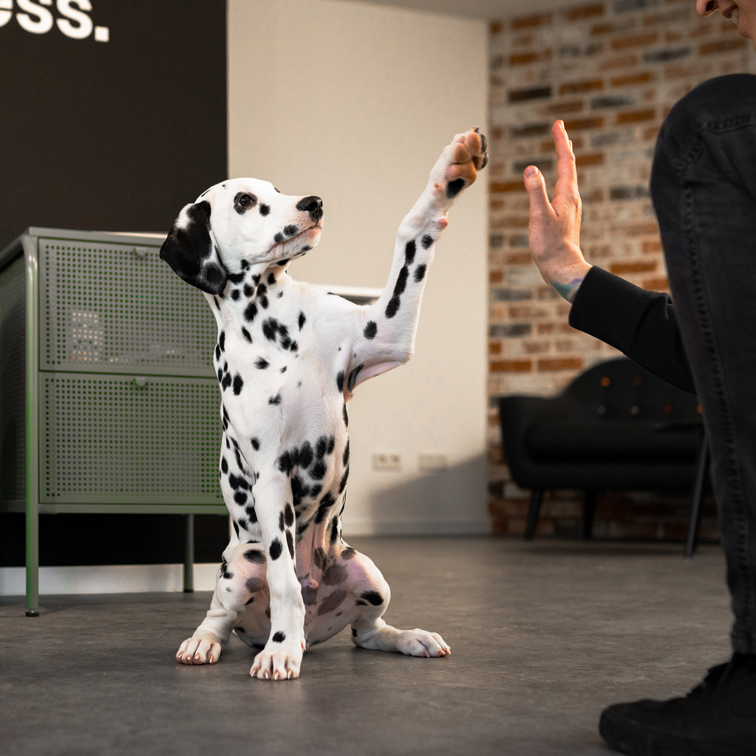High Five mit Coco dem Dalmatiner