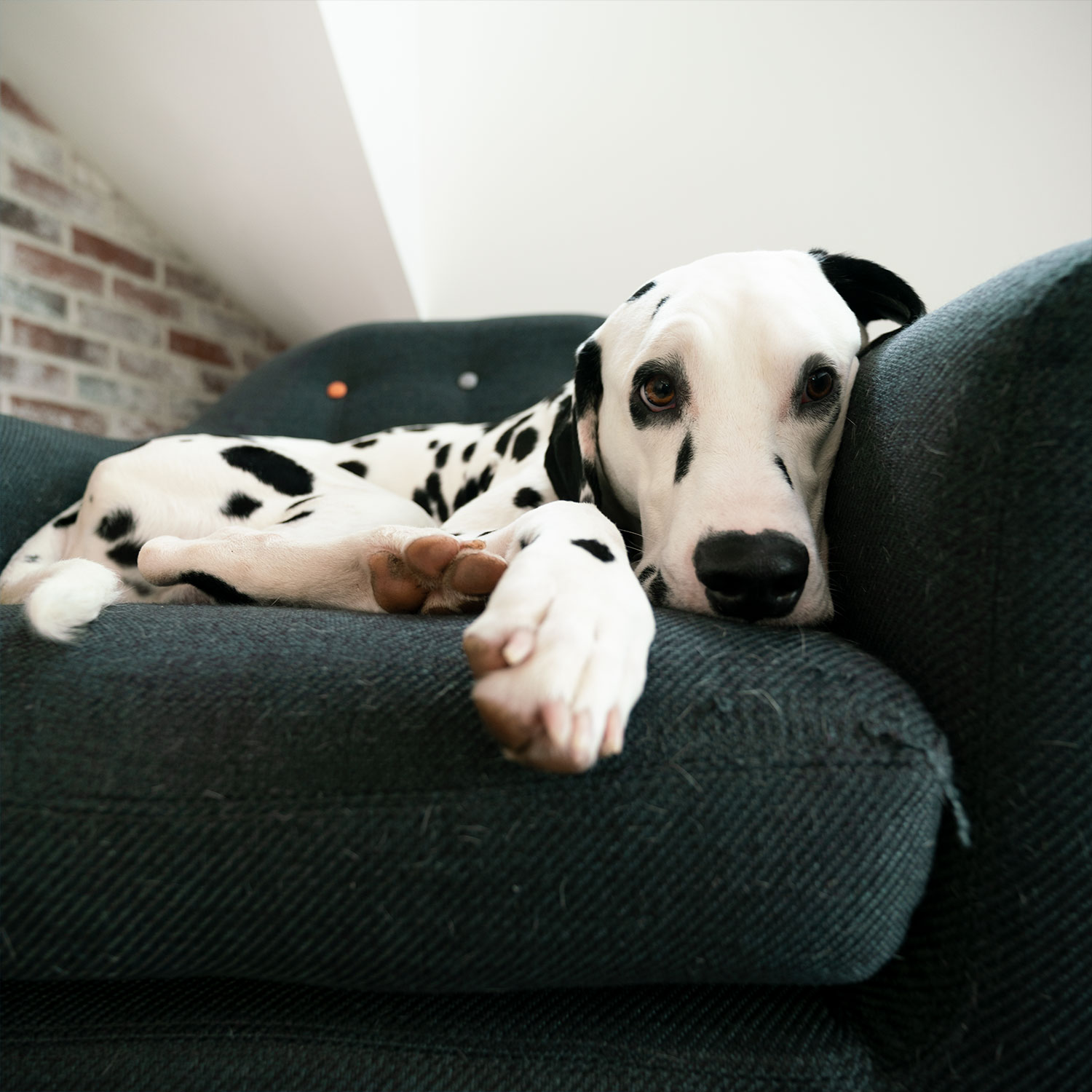 Dalmatian Coco at new media labs
