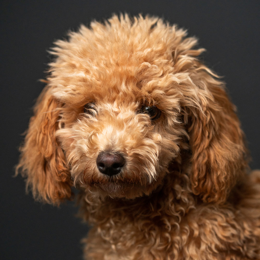 Bürohund und Pudeldame Bonny - Vierbeinige Mitarbeiterin bei new media labs