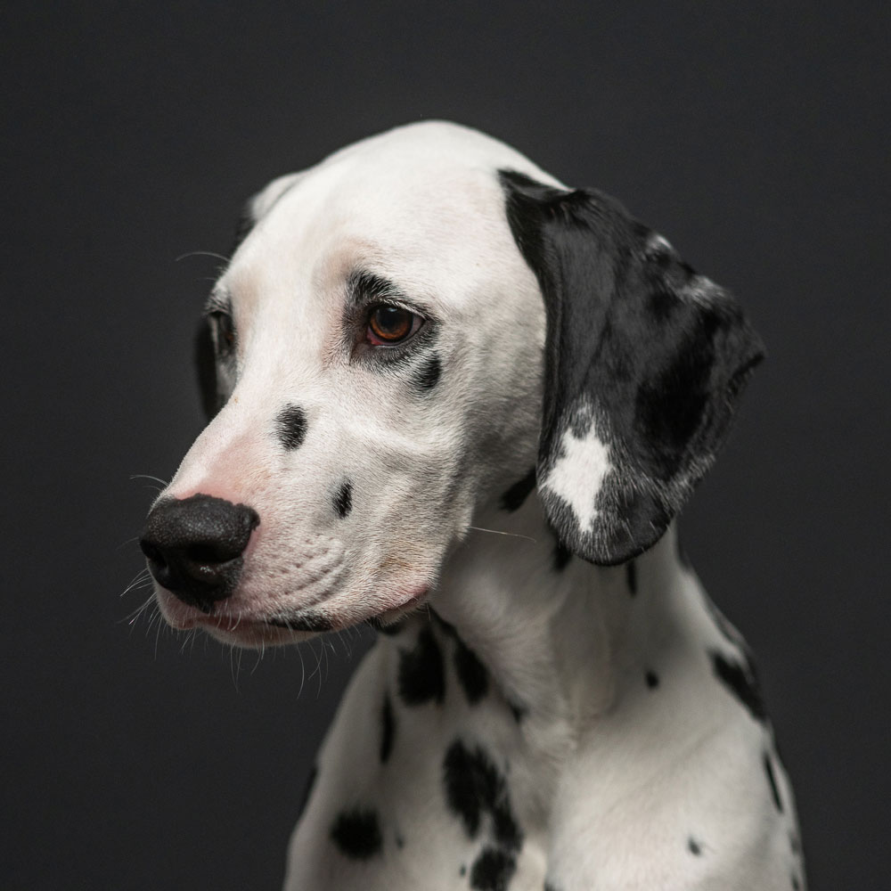 Bürohund und gepunkteter Kumpel Coco - Vierbeiniger Mitarbeiter bei new media labs