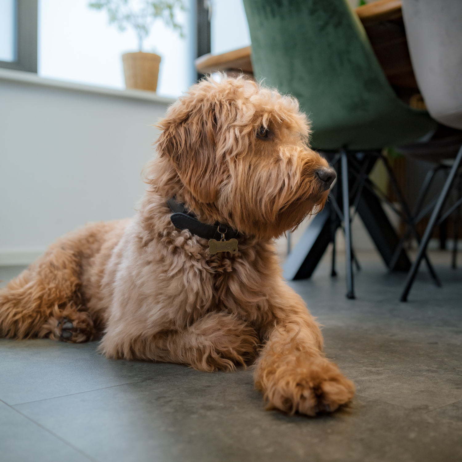 Leo - Agenturhund bei new media labs